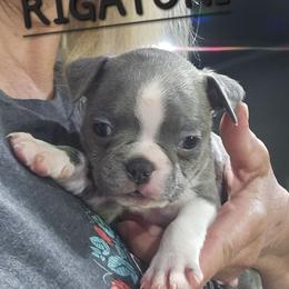 RIGATONI  Boy 1 ( 2nd born) - Blue male Boston Terrier puppy in Versailles, Indiana from Benhams Bostons