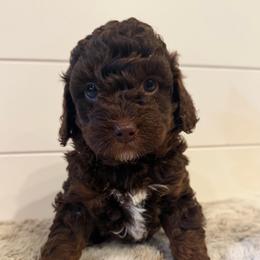 Purple Collar Girl - Phantom female Goldendoodle puppy in San Augustine, Texas from Vintage Doodles