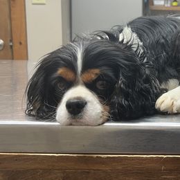 Holly - Cavalier King Charles Spaniel