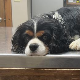 Holly - Cavalier King Charles Spaniel