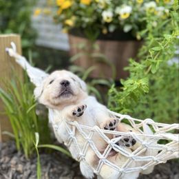 Daisy - Light golden female Golden Retriever puppy in Plymouth, Massachusetts from Mayflower Goldens