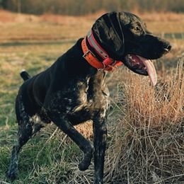 German Shorthaired Pointers from Dills German Shorthairs