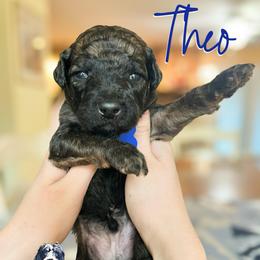 Theo - Wheaten male Whoodle puppy in Knoxville, Tennessee from Fleury Farm Doodles TN