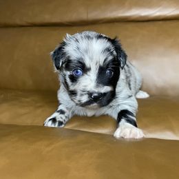 Margo - Blue merle female Miniature Australian Shepherd puppy in Brenham, Texas from Stone N Rose Kennels