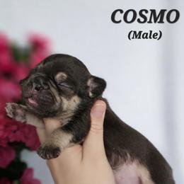French Bulldog Puppies from True Joy French Bulldogs