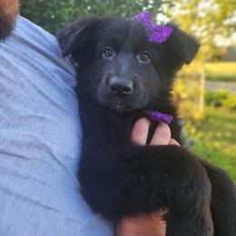 Grape - Black female German Shepherd puppy in Fort Jennings, Ohio from Von Holtzapple German shepherds