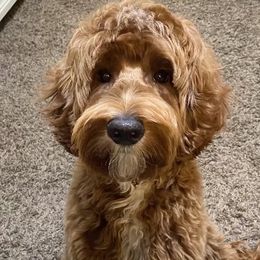 Murphy - Australian Labradoodle