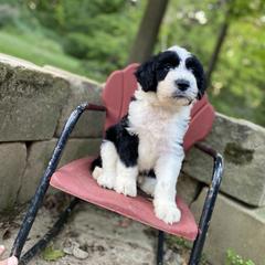 Bordoodle Puppies from Borders of Eby Eden