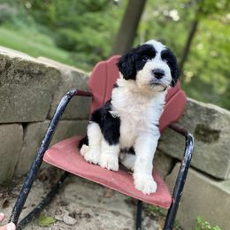 Bordoodle Puppies from Borders of Eby Eden