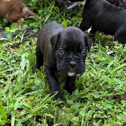 Girl 2 - Boxer puppy from Beachside Boxers and Frenchies