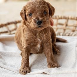 Belle - Red  female Goldendoodle puppy in Riverton, Mississippi from Utah Doodlebug