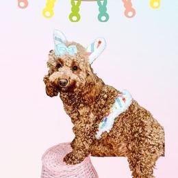 Aussiedoodles and Goldendoodles from Barking Kennel Co.