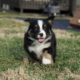 Girl 4 - female Australian Shepherd puppy in Holmesville, Ohio from Coffee Run Spring at Miller Farms