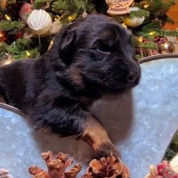 Black Collar - Male - Black and red male German Shepherd puppy in Charlotte, North Carolina from Zuflucht K9s