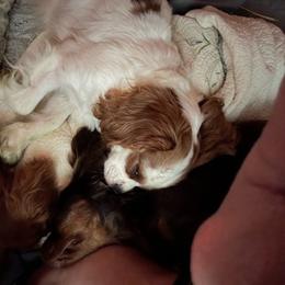 Lady - Cavalier King Charles Spaniel