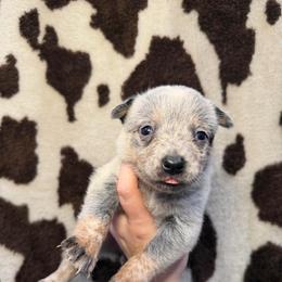 Teffy - Blue speckled female Australian Cattle Dog puppy in Rosharon, Texas from 4Surge Cattle Dogs