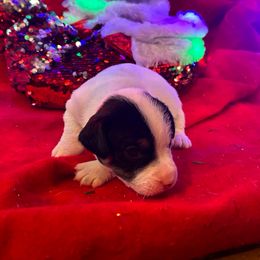 Boy 2 - White and black male Russell Terrier puppy in Jerome, Idaho from Jerome Russell Terriers