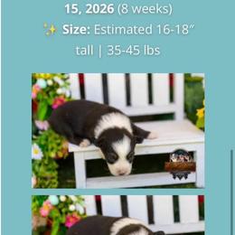Sullivan - Black tri-color male Australian Shepherd puppy in Granbury, Texas from Texas Miniature Aussies