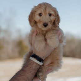Linus - Apricot male Goldendoodle puppy in Hiddenite, North Carolina from Rose and Reid Doodles