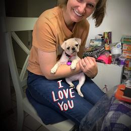 Pug Puppies from Pugs R 4 U in KY