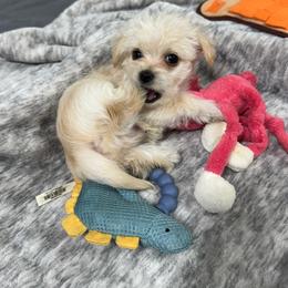 Mowgli - White and tan male Morkie puppy in Tucson, Arizona from Sun-Kissed Morkies