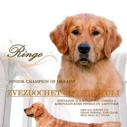 Ringo - Golden Retriever