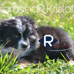DiamondR Kristoff - Black tri male Miniature Australian Shepherd puppy in Gravette, Arkansas from DiamondR Mini Aussies @ DiamondR Farm & Kennel