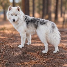 Prosecco - Siberian Husky