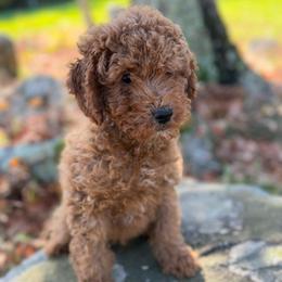 Pumpkin - Apricot male Goldendoodle puppy in Killingly, Connecticut from Woodland Acres