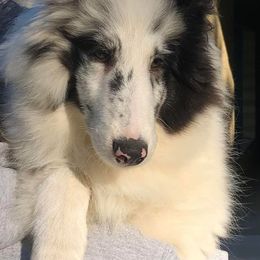 Shetland Sheepdog Puppies from Idlewild Shetland Sheepdogs