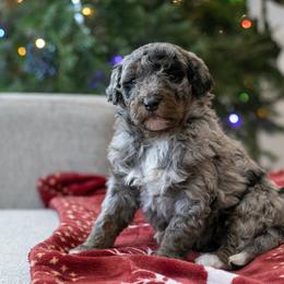 Eowyn - Kid Friendly - Blue merle female Bernedoodle puppy in Eureka, Illinois from Joley Aire Family Dogs