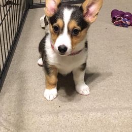 Pembroke Welsh Corgi Puppies from Walkabout's Pembroke Corgi's