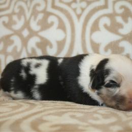 Barista - Blue merle female Miniature Australian Shepherd puppy in Licking, Missouri from Burnett Aussies