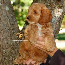 Cockapoo Puppies from Chesley Hill Cockapoos
