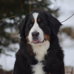 Becky - Bernese Mountain Dog