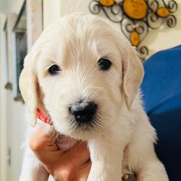 Goldendoodles from Havasu Goldendoodles