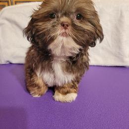 Happy - Liver and white male Shih Tzu puppy in Parma, Ohio from D's DeVine Shih-Tzu