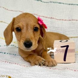 Gretta Wire Hair AKC - Red female Dachshund puppy in South Easton, Massachusetts from Depot Dachsies