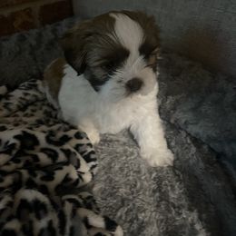 Shih Tzu Puppies from Little Mil’s Shih Tzus