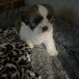 Shih Tzu Puppies from Little Mil’s Shih Tzus