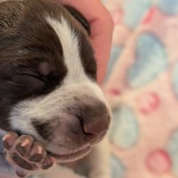 German Shorthaired Pointer Puppies from Hanaway GSPs