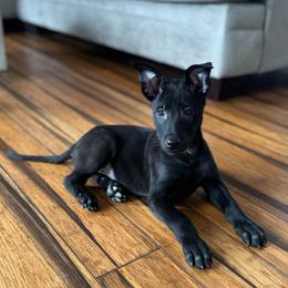Light Blue - Black male Belgian Malinois puppy in Muskegon, Michigan from Red Acres Working Line K9s