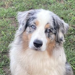 Kona - Australian Shepherd