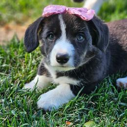 Oynx - Brindle and white female American Corgi puppy in Boise, Idaho from Porter Creek Corgis