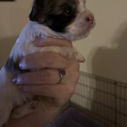 Bloom - Parti female Yorkshire Terrier puppy in Lamar, Missouri from RJ’S Classy Yorkies