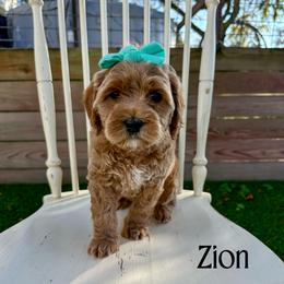 Zion - Apricot female Australian Labradoodle puppy in Chelsea, Michigan from Michigan Labradoodles