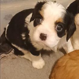 Boy three - Tri-color male Cavalier King Charles Spaniel puppy in East Providence, Rhode Island from Marta's Cavaliers