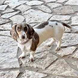 Sugar - Dachshund