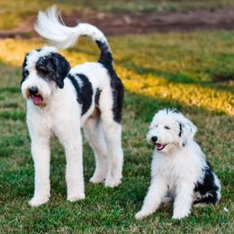 Sheepadoodles from Ruff Cuts Animal Farm