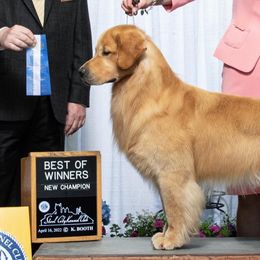 Golden Retrievers and Maltese from Four Seasons